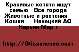 Красивые котята ищут семью - Все города Животные и растения » Кошки   . Ненецкий АО,Нарьян-Мар г.